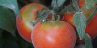 Всё о выращивании томатов-персиков — сорта, описание и мой опыт - Сад и огород Всё о выращивании томатов-персиков — сорта, описание и мой опыт
