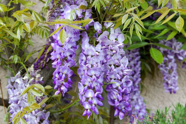 Красавица глициния (Wisteria) Красавица глициния (Wisteria)