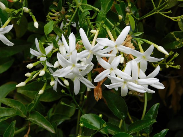 Жасмин лекарственный (Jasminum officinale) Жасмин лекарственный (Jasminum officinale)