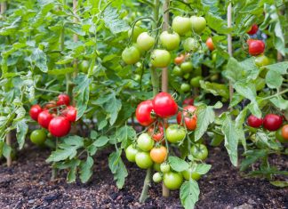 10 опасных болезней томатов
