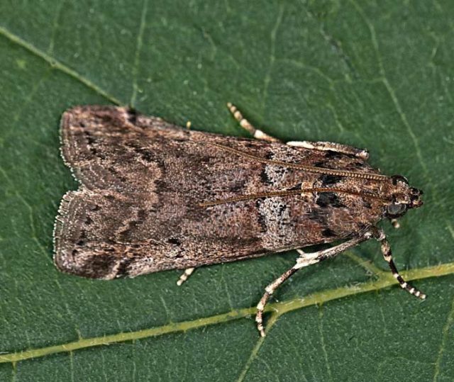 Личинки Acrobasis legatea питаются преимущественно крушиной слабительной и ольховидной. Размах крыльев бабочки от 19 до 25 мм.