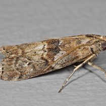 Acrobasis obtusella Acrobasis obtusella