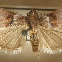 Acrobasis consociella Acrobasis consociella