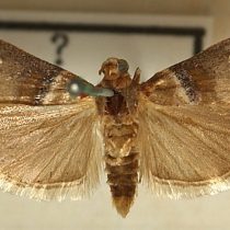 Acrobasis tumidana Acrobasis tumidana