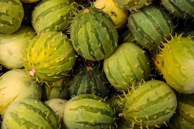 Ангурия (Cucumis anguria), арбузный огурец Ангурия (Cucumis anguria), арбузный огурец