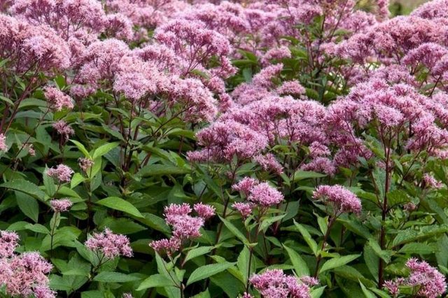 Сорт посконника пятнистого «Атропурпуреум» (Eupatorium maculatum 'Atropurpureum') Сорт посконника пятнистого «Атропурпуреум» (Eupatorium maculatum 'Atropurpureum')