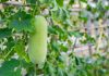 Из тыквенной родни можно попробовать выращивать бенинказу (Benincasa hispida