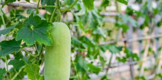 Из тыквенной родни можно попробовать выращивать бенинказу (Benincasa hispida