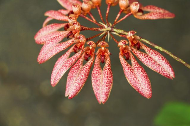 И среди орхидей есть сотрудничающие с мухами. Например, орхидеи рода бульбофиллум (Bulbophyllum) семейства Орхидные