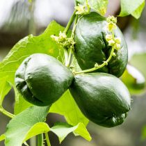 Чайот (Sechium edule) Чайот (Sechium edule)