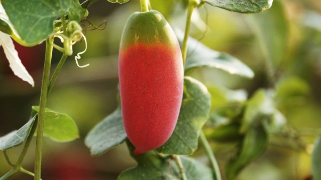 Ещё один интересный псевдоогурец – коокциния (Coccinia grandis). Сходство с огурцом плоды демонстрируют в ранней юности, а потом стремительно краснеют и становятся сладкими Ещё один интересный псевдоогурец – коокциния (Coccinia grandis). Сходство с огурцом плоды демонстрируют в ранней юности, а потом стремительно краснеют и становятся сладкими