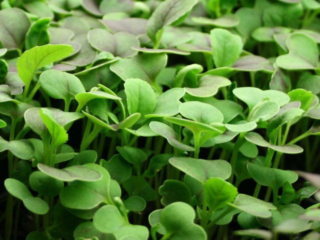 Полевой салат растет в виде маленьких розеток с шестью-восьмью ложкообразными листьями, отходящими от тонкого нежного стебля