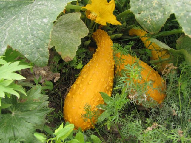 Непривычные кабачковые родственники представлены крукнеками (Cucurbita pepo var. Giraumonas), или кабачками-кривошейками, имеющими много общего с кабачками и патиссонами, но отличающиеся вкусом Непривычные кабачковые родственники представлены крукнеками (Cucurbita pepo var. Giraumonas), или кабачками-кривошейками, имеющими много общего с кабачками и патиссонами, но отличающиеся вкусом