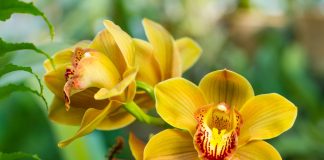 10 комнатных растений, которые расцветают зимой