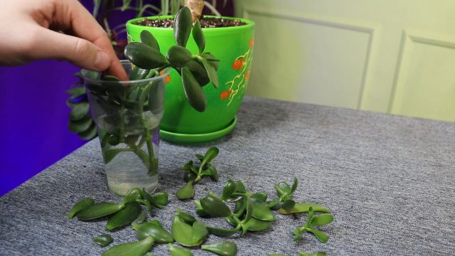 Из срезанных побегов или даже листьев толстянки получается отличный материал для вегетативного размножения Из срезанных побегов или даже листьев толстянки получается отличный материал для вегетативного размножения