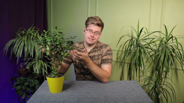 Денежное дерево, или толстянка — о посадке, пересадке и уходе Денежное дерево, или толстянка — о посадке, пересадке и уходе