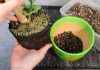 Извлекаем корневой ком из старого горшка, аккуратно отряхивая часть грунта и осматривая корни на предмет поражения болезнями