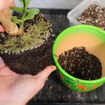 Извлекаем корневой ком из старого горшка, аккуратно отряхивая часть грунта и осматривая корни на предмет поражения болезнями Извлекаем корневой ком из старого горшка, аккуратно отряхивая часть грунта и осматривая корни на предмет поражения болезнями