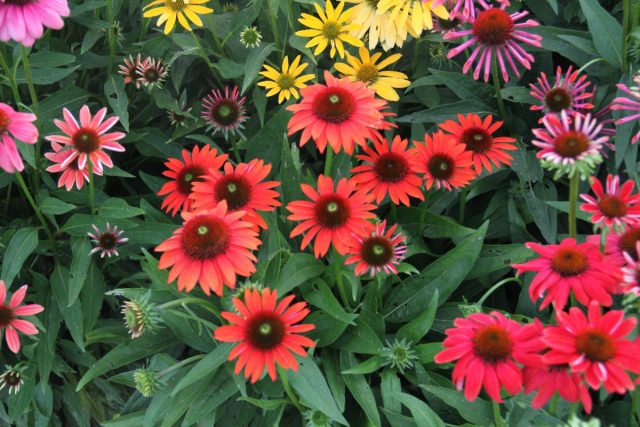 Эхинацея «Чейне Спирит» (Echinacea 'Cheyenne Spirit') Эхинацея «Чейне Спирит» (Echinacea 'Cheyenne Spirit')