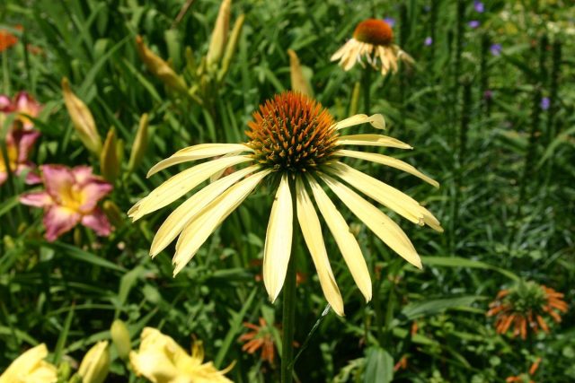 Эхинацея «Манго Медоубрайт» (Echinacea 'Mango Meadowbrite')
