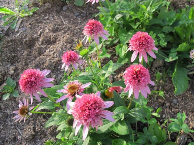 Эхинацея «Поцелуи бабочки» (Echinacea purpurea 'Butterfly Kisses') Эхинацея «Поцелуи бабочки» (Echinacea purpurea 'Butterfly Kisses')