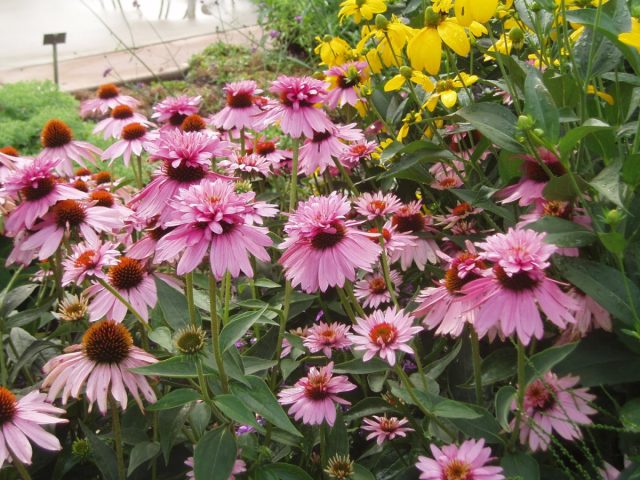 Эхинацея «Даблдекер» (Echinacea purpurea 'Doubledecker') Эхинацея «Даблдекер» (Echinacea purpurea 'Doubledecker')