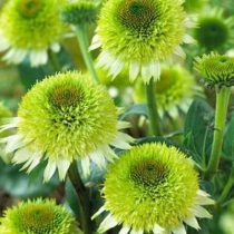 Эхинацея «Гринлайн» (Echinacea purpurea 'Greenline') Эхинацея «Гринлайн» (Echinacea purpurea 'Greenline')