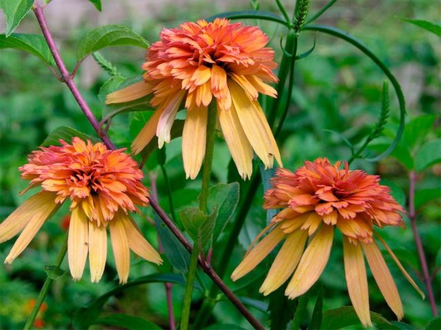 Эхинацея «Мармелад» (Echinacea purpurea 'Marmalade') Эхинацея «Мармелад» (Echinacea purpurea 'Marmalade')