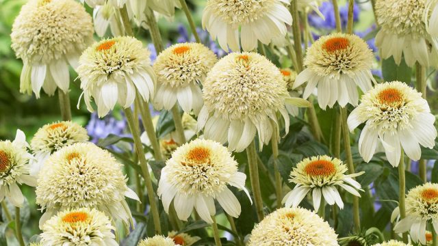 Эхинацея «Милк Шейк» (Echinacea purpurea 'Milk Shake') Эхинацея «Милк Шейк» (Echinacea purpurea 'Milk Shake')