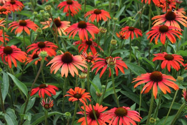 Эхинацея «Томато Суп» (Echinacea 'Tomato Soup') Эхинацея «Томато Суп» (Echinacea 'Tomato Soup')