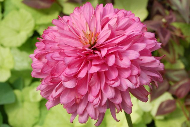 Эхинацея «Розовый пудель» (Echinacea purpurea 'Pink Poodle') Эхинацея «Розовый пудель» (Echinacea purpurea 'Pink Poodle')