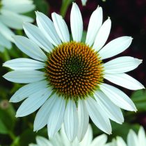 Эхинацея «Аваланш» (Echinacea purpurea 'Avalanche') Эхинацея «Аваланш» (Echinacea purpurea 'Avalanche')