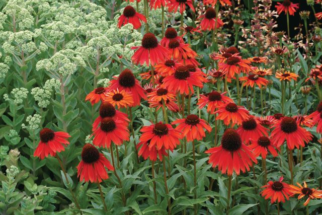 Эхинацея «Фаербирд», также известна как эхинацея «Жар-птица» (Echinacea 'Firebird') Эхинацея «Фаербирд», также известна как эхинацея «Жар-птица» (Echinacea 'Firebird')