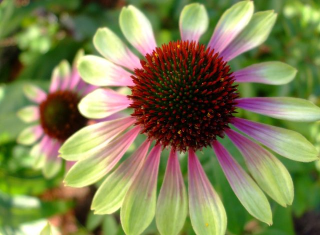 Эхинацея «Грин энви» (Echinacea purpurea 'Green Envy') Эхинацея «Грин энви» (Echinacea purpurea 'Green Envy')