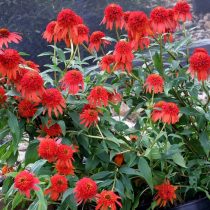 Эхинацея «Хот Папайа» (Echinacea 'Hot Papaya') Эхинацея «Хот Папайа» (Echinacea 'Hot Papaya')