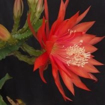 Эпифиллум Акермана (Epiphyllum ackermannii) Эпифиллум Акермана (Epiphyllum ackermannii)