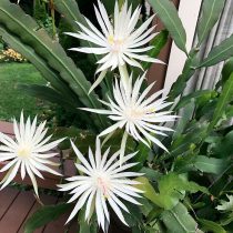 Эпифиллум Хукера (Epiphyllum hookeri) Эпифиллум Хукера (Epiphyllum hookeri)