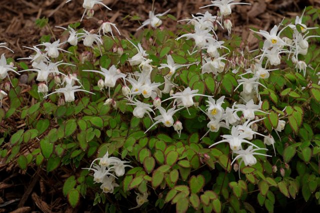 Эпимедиум, или горянка (Epimedium spp.)
