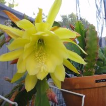Эпифиллум зазубренный (Epiphyllum crenatum) Эпифиллум зазубренный (Epiphyllum crenatum)