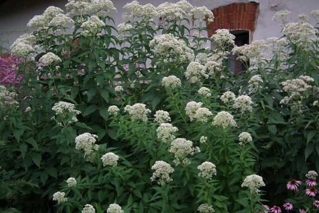 Сорт посконника трубчатого сорт «Айвори Тауэрз» (Eupatorium fistulosum 'Ivory Towers') Сорт посконника трубчатого сорт «Айвори Тауэрз» (Eupatorium fistulosum 'Ivory Towers')