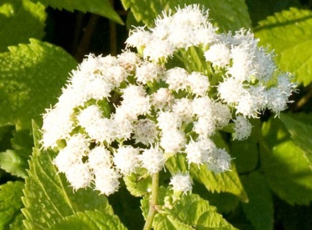 Посконник морщинистый сорта «Браунлауб» (Eupatorium rugosa 'Braunlaub') Посконник морщинистый сорта «Браунлауб» (Eupatorium rugosa 'Braunlaub')