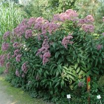 Посконник коноплёвый «Флоре Плено» (Eupatorium cannabinum 'Flore Pleno') Посконник коноплёвый «Флоре Плено» (Eupatorium cannabinum 'Flore Pleno')