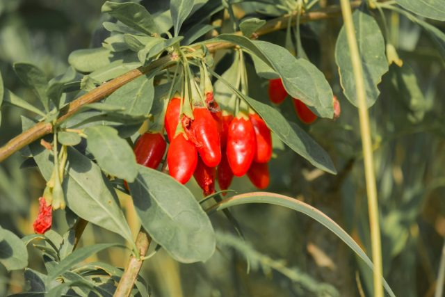 Годжи (Lycium barbarum) Годжи (Lycium barbarum)