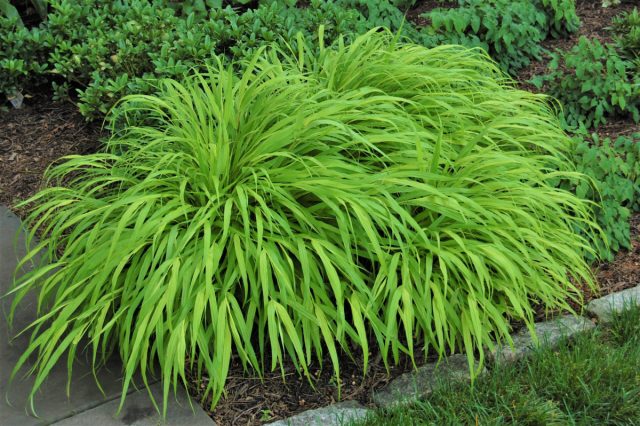 Хаконехлоя (Hakonechloa macra) Хаконехлоя (Hakonechloa macra)