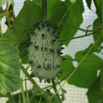 Кивано (Cucumis metuliferus) Кивано (Cucumis metuliferus)