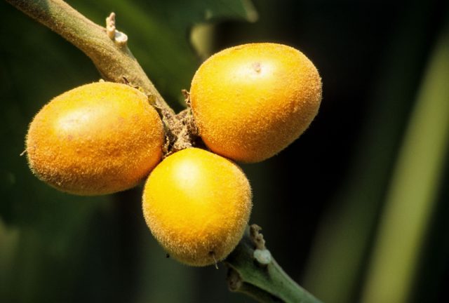 Кокона (Solanum sessiliflorum) Кокона (Solanum sessiliflorum)