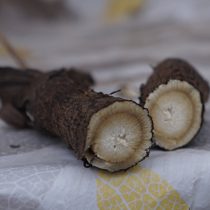 К сожалению, мне не удалось выкопать ни один целый корень К сожалению, мне не удалось выкопать ни один целый корень