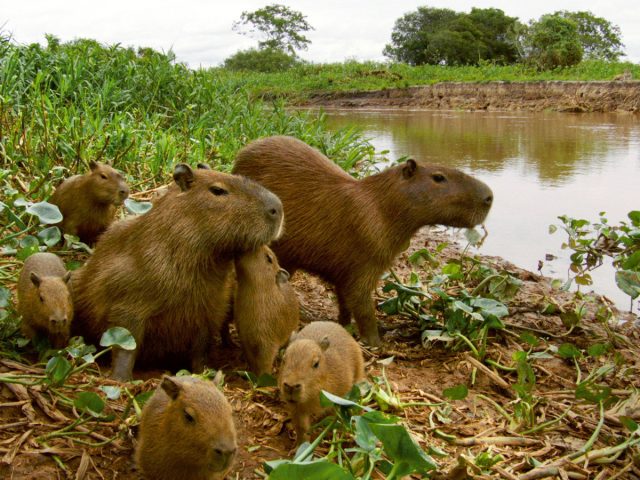 На языке племени бразильских индейцев тупи капибара означает «поедатель травы»