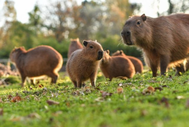 Кто такие капибары и почему о них там много говорят?
