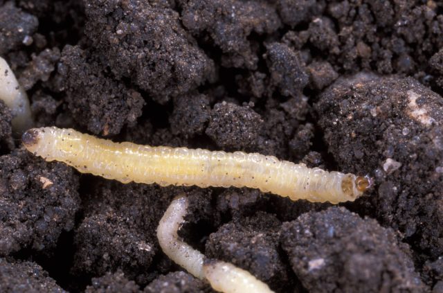 Личинка жуков (Larva) Личинка жуков (Larva)